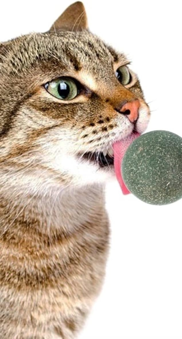 71bzN+JLyHL._AC_SL1500_